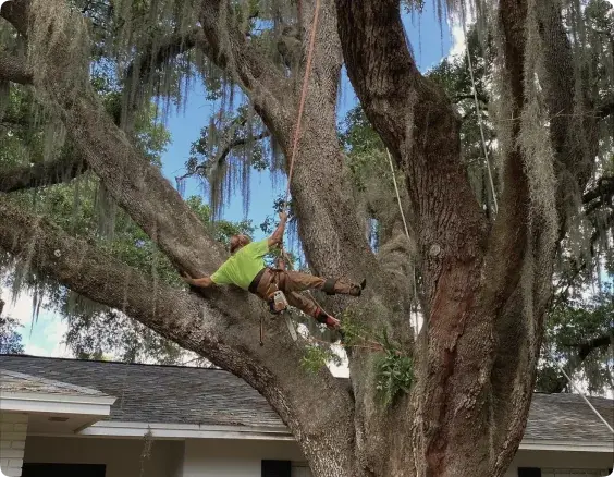 Tree Service