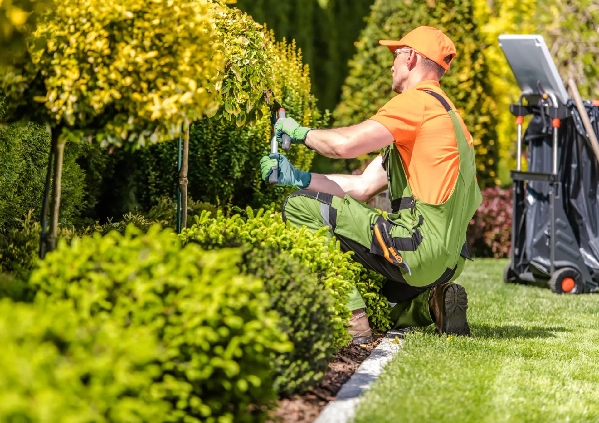 Tree Service